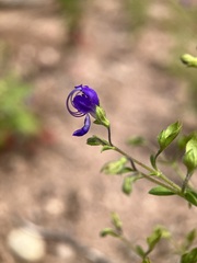 Trichostema dichotomum