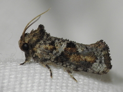 Acrolophus piger