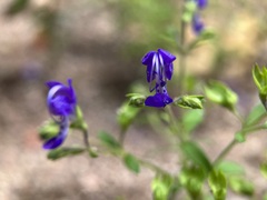Trichostema dichotomum