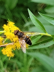 Eristalis pertinax