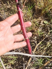 Astragalus pycnostachyus