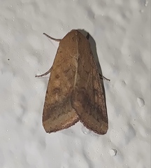 Helicoverpa armigera