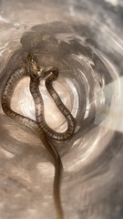 Leptodeira polysticta