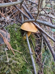 Suillus tomentosus