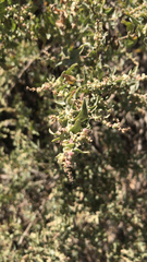 Atriplex lentiformis