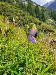 Campanula barbata