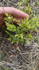Vaccinium cespitosum