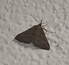 Hypena proboscidalis