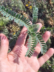 Astragalus pycnostachyus