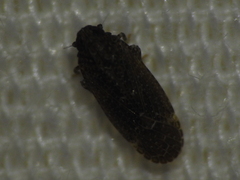 Opsiplanon luella
