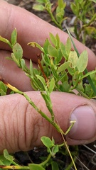 Vaccinium cespitosum