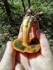 Suillus tomentosus