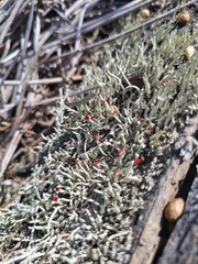 Cladonia