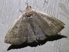 Zanclognatha obscuripennis