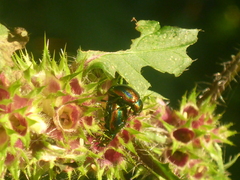 Chrysolina fastuosa