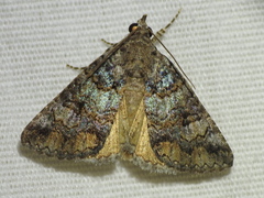 Eubolina impartialis