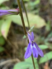 Lobelia puberula