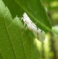Otiocerus francilloni