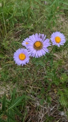 Erigeron speciosus