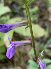 Lobelia puberula
