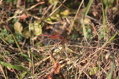 Sympetrum flaveolum