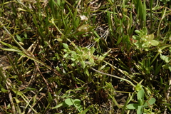 Lysimachia minima