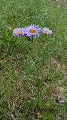 Erigeron speciosus