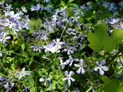 Phlox divaricata