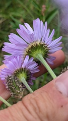 Erigeron speciosus