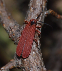Dictyoptera simplicipes