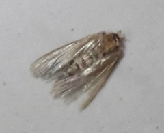 Tineola bisselliella