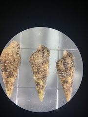 Cerithium atratum