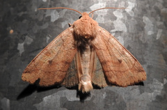 Enargia paleacea