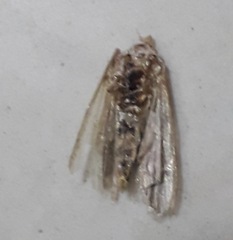 Tineola bisselliella