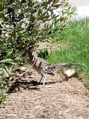 Geococcyx californianus