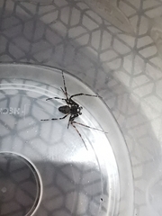 Larinioides sclopetarius