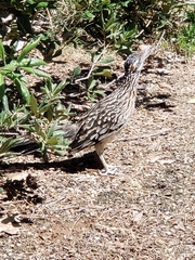 Geococcyx californianus