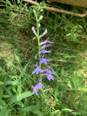 Lobelia puberula