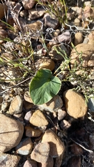 Pelargonium asarifolium