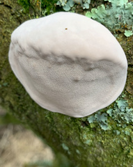 Ganoderma brownii