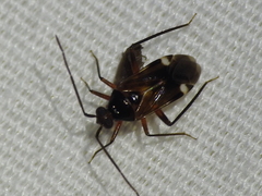 Eustictus