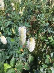 Sanguisorba canadensis