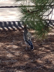 Geococcyx californianus