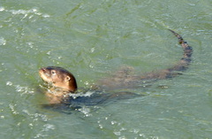Lontra longicaudis