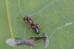 Formicidae