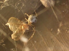 Parasteatoda