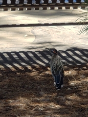 Geococcyx californianus