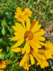 Heliopsis helianthoides