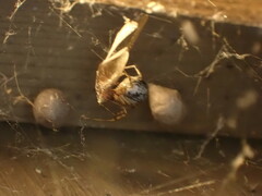 Parasteatoda