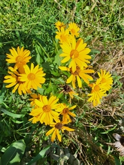 Heliopsis helianthoides